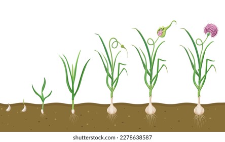 Growth of garlic in soil. Cycle of growing vegetables. Plant growth cycle in biology.