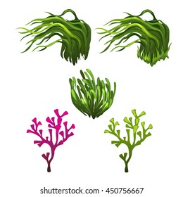 The growth of the green and pink algae. Aquatic plant isolated on white background. Vector illustration.