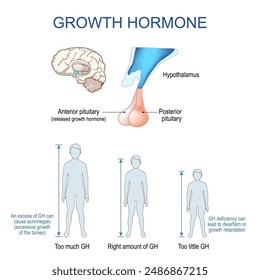 Hormona del crecimiento. Somatotropina. Primer plano de un hipotálamo y una glándula pituitaria. Hipófisis posterior y anterior. Acromegalia y enanismo.