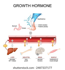 Wachstumshormon. Somatotropin. Hypothalamisch-Hypophysen-somatotrope HPS-Achse. GH stimuliert die Leber der IGF-1-Freigabe. Nahaufnahme eines Hypothalamus und der Hypophyse. Hintere und anteriore Hypophyse