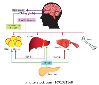 hypothalamus hormones