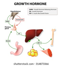 Growth hormone or somatotropin secreted by the pituitary gland. Growth hormone-releasing hormone stimulates anterior pituitary gland to release GH. The target of Growth hormone: liver, bone and muscle