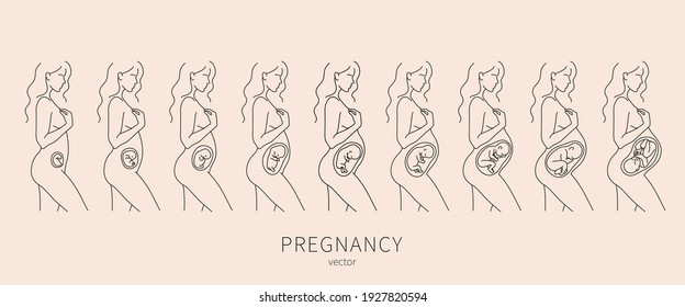 Growth of human fetus with female silhouette in weeks and months. Fetus and trimester, timeline and baby, belly and fetal