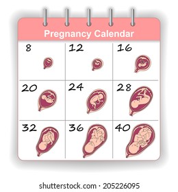 Growth of a human fetus on the weeks calendar in vector