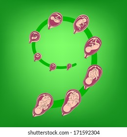 The growth of a human fetus in weeks