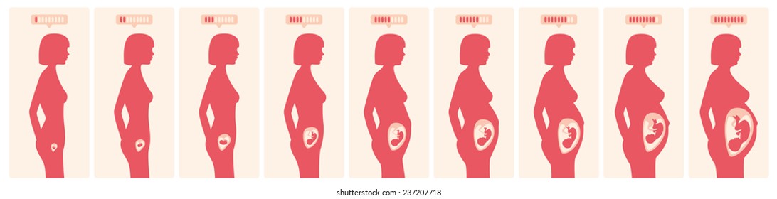 The growth of a human fetus in weeks and months in vector format 