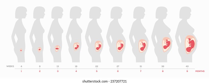 The growth of a human fetus in weeks and months in vector format 