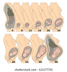 The growth of a human fetus in weeks in vector format
