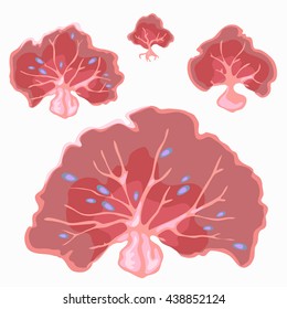 Growth of pink coral in the form of a fan. Vector illustration.