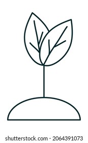 growth plant on white background