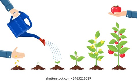 Growth of plant in pot, from sprout to vegetable. Planting tree. Seedling gardening plant. Timeline. Vector illustration in flat style