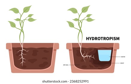 Growth of plant root towards water the fallen pots experiment gravity with gravitropism geotropism phototropism and thigmotropism auxin in science