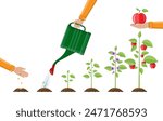 Growth of plant, from sprout to fruit. Planting tree. Seedling gardening plant. Timeline. Vector illustration in flat style