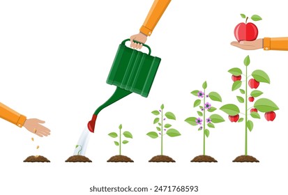 Crecimiento de la planta, desde el brote hasta la fruta. Plantando árboles. Planta de jardinería de plántulas. Cronología. Ilustración vectorial en estilo plano