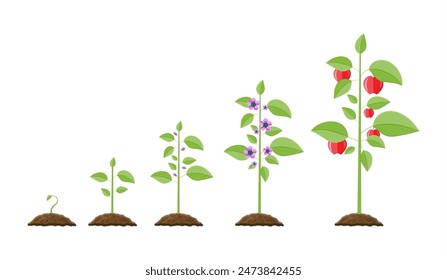 Growth of plant, from sprout to fruit. Planting tree. Seedling gardening plant. Timeline. Vector illustration in flat style