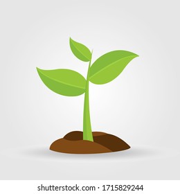 Growth of plant, from sprout to vegetable. Planting tree.