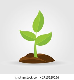 Growth of plant, from sprout to vegetable. Planting tree.