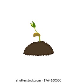 Growth of plant, from sprout to vegetable. Planting tree.