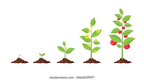 Growth of plant, from sprout to vegetable. Planting tree. Seedling gardening plant. Timeline. Vector illustration in flat style