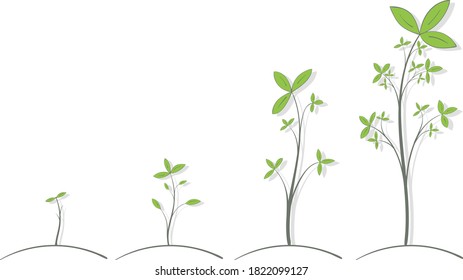 The growth process of a plant with green leaves with a shadow on a white background