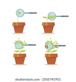 The growth process of some plants seen through a magnifying glass