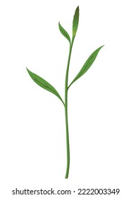 Growth process step. Step sequence of germinating seedlings. Development cycle of vegetable in nature. Sprout growth process infographic