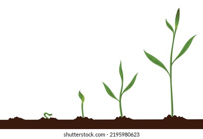 Growth process steps. Seeds sprout in ground. Steps sequence of germinating seedlings. Development cycle of vegetables in nature. Sprout growth process infographic