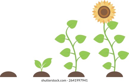Growth record and progress of sunflowers