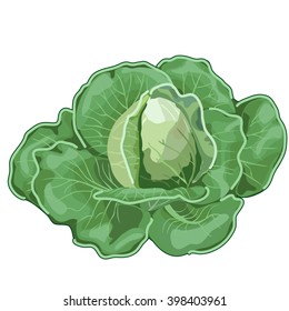 3,241 Cabbage rolls Stock Vectors, Images & Vector Art | Shutterstock