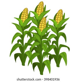 Growth and ripening corn. Plants isolated on white background. Agriculture. Vector cartoon close-up illustration.