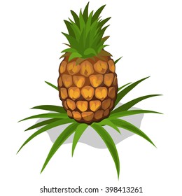 Growth and ripening pineapple. Plants isolated on white background. Agriculture. Vector.