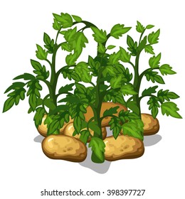 Growth and ripening potatoes. Plants isolated on white background. Agriculture. Vector.