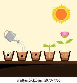 Growth from seed to flower
