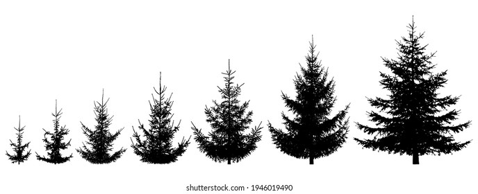 Growth spruce tree. Life process of growing fir tree, silhouette. Vector illustration