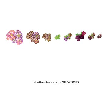 growth stage berries. vector