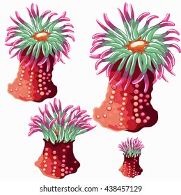 The growth stage colorful marine coelenterates. Vector illustration.