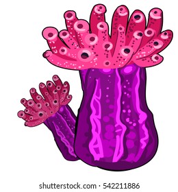 The growth stage colorful marine coelenterates. Asexual reproduction of pink coral polyp. Vector illustration closeup.
