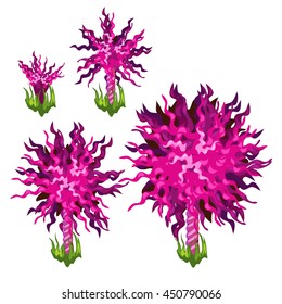 The growth stage of marine plants, isolated on a white background. Vector illustration.