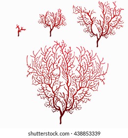 The growth stage of red coral isolated on a white background. Vector illustration.