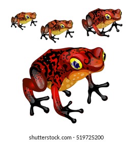 The growth stage of red poisonous frogs isolated on white background. Vector illustration.