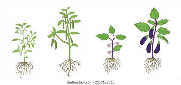 Growth stages of aubergine and green pepper plant. aubergine and green pepper  vector illustration