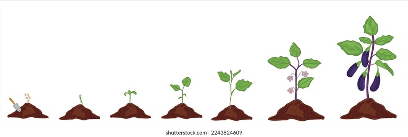 Growth stages of aubergine plant. Aubergine growing stages vector illustration