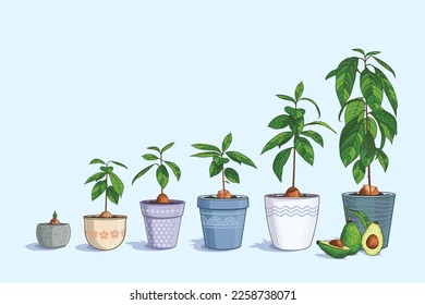 Estadios de crecimiento de un árbol aguacate. Plantar el hueso en una olla de tierra. Un árbol maduro lleva frutos maduros. Ilustración vectorial. Aguacate cortado y entero. Colección de jardinería doméstica. cultivar para crecer