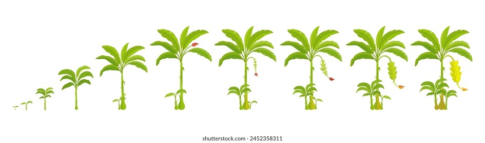 Growth stages of banana palm tree. Growing stages. Vector Illustration. Progression life cycle.