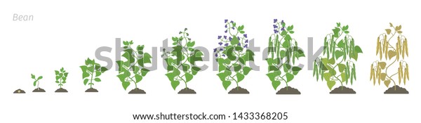 Growth Stages Bean Plant Bean Family Stock Vector (Royalty Free ...