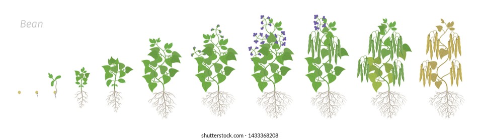 Growth stages of bean plant with roots. Bean family Fabaceae phases set ripening period. Life cycle, animation progression.