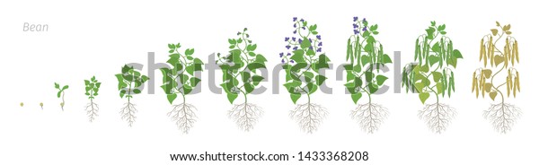 Growth Stages Bean Plant Roots Bean Stock Vector (Royalty Free ...