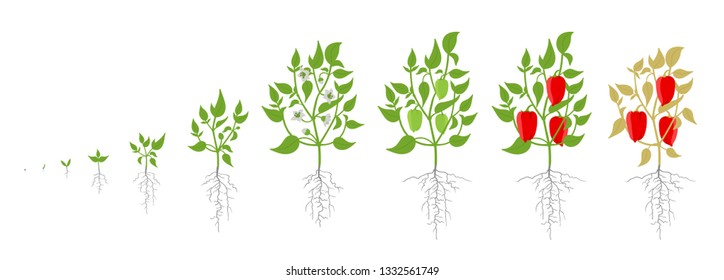 Growth stages of bell pepper plant. Vector illustration. Capsicum annuum. Sweet pepper life cycle. On white background.