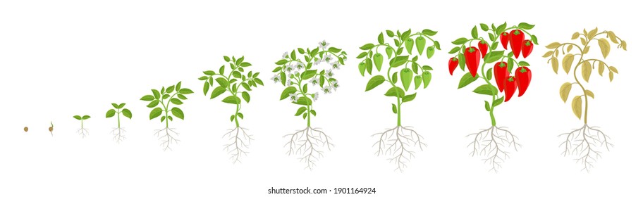 Wachstumsphasen der Pfefferpflanze. Capsicum annuum. Stufen der Reifezeit. Fortschreiten der Ernteanimation. Fertilisationsphase. Vektorgrafik-Set.