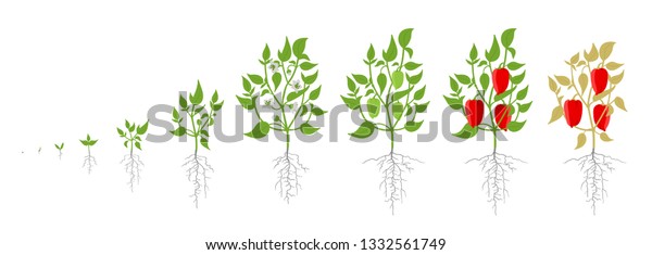 Growth Stages Bell Pepper Plant Vector Stock Vector (Royalty Free ...